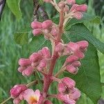 Aesculus pavia Blomst