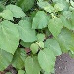 Solanum abutiloides Hábitos