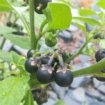 Solanum scabrum Frucht