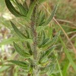 Echium italicum Frunză