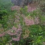 Limonium dendroides Fula