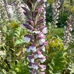 Acanthus spinosusFlower