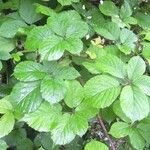 Rubus scabripes ഇല