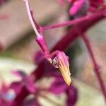 Oxalis spiralis Flower