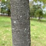 Aspidosperma olivaceum Bark