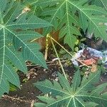 Carica papaya Folha