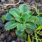 Saxifraga umbrosa Hábito