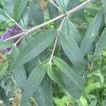 Buddleja japonicaЛист