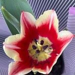 Tulipa gesnerianaLorea