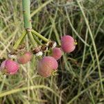 Euphorbia gossypina Froito