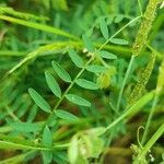 Vicia hirsuta Blatt