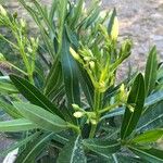 Nerium oleander Листок