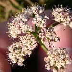 Lomatium canbyi Flor