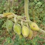 Martynia annua Fruit