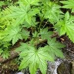 Oplopanax horridus Hoja