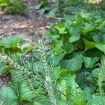 Plantago aristata Leaf