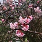 Viburnum farreri Flors