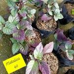 Strobilanthes alternata Lehti