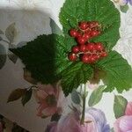 Rubus saxatilis Fruto