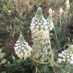 Reseda alba Flor