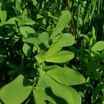 Trifolium alexandrinum Leaf