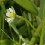 Sagina saginoides Flor