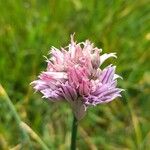 Allium schoenoprasum Flor