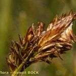 Carex ericetorum Плод