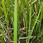 Dietes bicolor Leaf