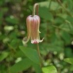 Clematis crispa Цвят