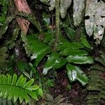 Lomariopsis japurensis Hostoa