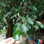 Ficus benjamina পাতা