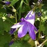 Campanula portenschlagiana Flors