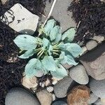 Mertensia maritima Leaf