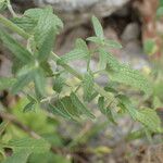 Nepeta nepetella 葉