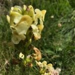 Pedicularis ascendens Flower