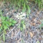 Allium ericetorum Квітка
