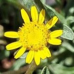 Pulicaria arabica Fula