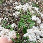 Eupatorium serotinum برگ