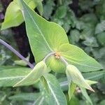 Euphorbia lathyrisFolha