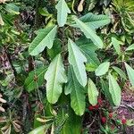 Magnolia delavayi Habit