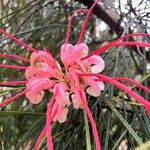 Grevillea rosmarinifolia 花