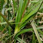 Dianella caerulea Folha