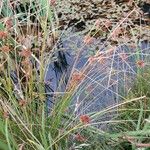 Juncus conglomeratus Habit