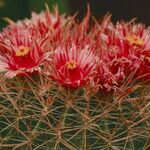 Ferocactus pilosus Flower