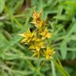 Carex spicata Φρούτο