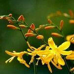 Crocosmia aurea 花