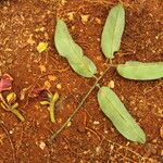 Afzelia bipindensis Folha