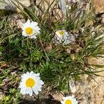 Leucanthemopsis alpina 花