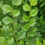 Ulmus glabra Blad